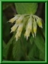 Cerinthe minor