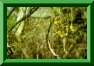 Sonchus leptocephalus