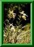 Onosma helvetica