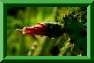 opponce d�jet�e