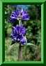 Campanula glomerata