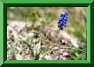 muscari � grappe