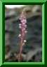 scille h�morroidal