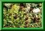 tr�fle moyen