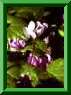 Cyclamen sp.