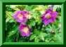 rosa glauque