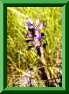 Orobanche des sables