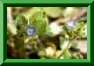 v�ronique � feuilles de lierre