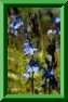 v�ronique germandr�e