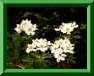 R. � feuilles de platane