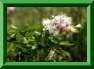 P. � feuilles d'ancolie