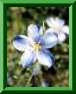 linum alpinum