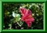 hibiscus rose de chine