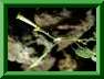 Tabac panicul�