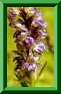 pseudorchis X dactylorhiza