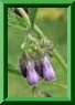 Symphytum asperum