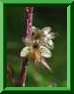 Listera cordata