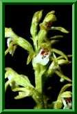 Corallorhiza