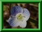 v�ronique pr�coce