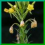 oenothera