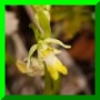 ophrys moucghe, hypochrome