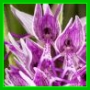 Orchis xbeyrichii