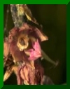 Epipactis�schmalhausenii