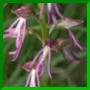 O. purpurea X O. anthropophora