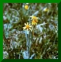 Senecio helenitis