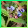 Pulmonaria obscura