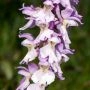 _AAF1528.webp