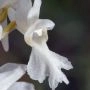 _AAF1529.webp