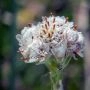 _aaf1774.webp