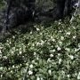 ArctostaphyllosUvaUrsi_188_11.webp