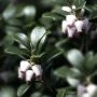 ArctostaphyllosUvaUrsi_188_26.webp