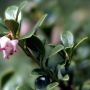 ArctostaphyllosUvaUrsi_189_2.webp