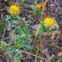 _AAD3381.webp