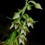 Epipactisleptochila_793_26.webp