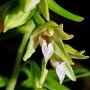 Epipactisleptochila_793_34.webp