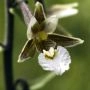 EpipactisPalustris_276_36.webp