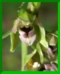 Epipactis helleborine minor