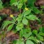 ddi_6221.webp