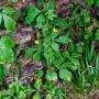 ddi_6225.webp