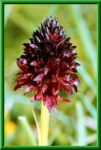 gymnadenia rhellicani