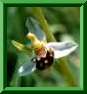 Ophrys apifera