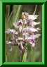 Orchis simia