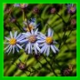 Aster