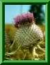 Cirsium