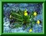 Taraxacum