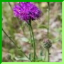 Centaurea scabiosa